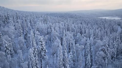 Drone flyover frosty woodlands, dark winter morning in the arctic north