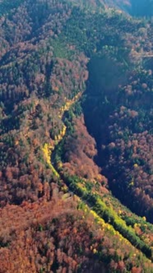 Curved Road Trough Autumn Forest