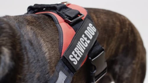 Dog Wearing Service Dog Harness Close Up