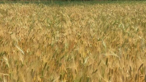 wheat field