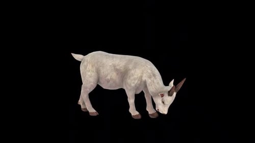 3D Animated White Goat Grazing Loop