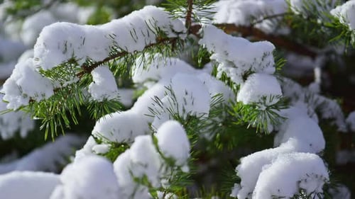 Lush Snow-Covered Spruce Needles at Wintertime Close Up. Beautiful View of White