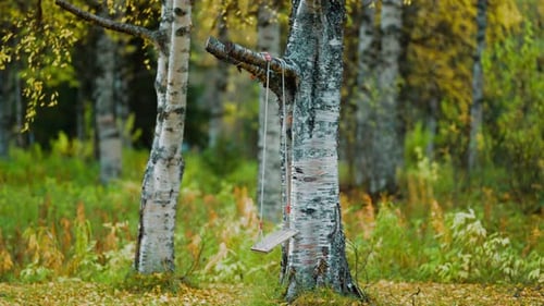 A rustic swing hangs from the sturdy branch of a tree, surrounded by the vibrant colors of an autumn