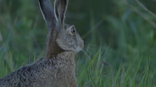 Wild hare running and eating on the road slow motion with big eyes