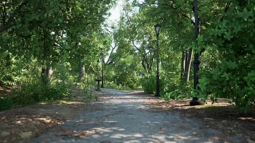 Green Alley with Trees in the Park