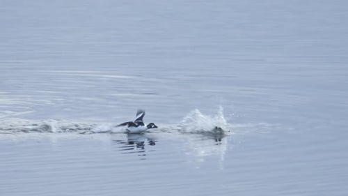 Ducks Skimming Across Water