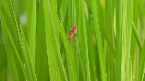 Red Cockroach in rice grass . leaf ., Nature Stock Footage ft. macro ...