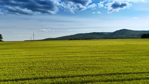 Vibrant green fields under blue sky. Vast green fields stretch across the land beneath