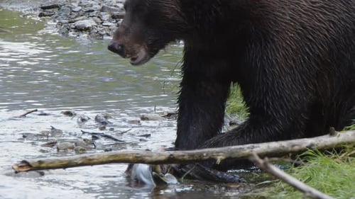 Slow motion closeup: Brown bear eats salmon on bank of small stream