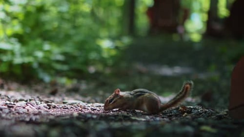 Nahaufnahme von Chipmunk, der an Essen knabbert und sich umschaut