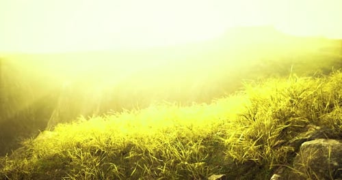 Une lumière dorée brillante illumine l'herbe verdoyante sur une colline douce au crépuscule