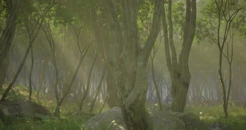 Sunlight Filters Through Trees in Tranquil Forest During Early Morning