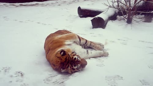 4K120 Fps Super Slow Motion Video of Big Male Siberian Tiger Panthera Tigris Altaica in Cold Winter