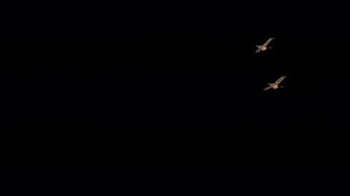 2 Waterfowl Birds - American Canada Goose - Flying Around Loop - Side Angle MS LS - Alpha Channel 4K