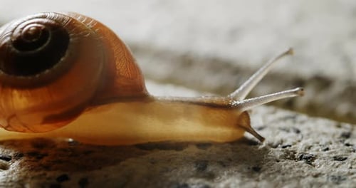 Die gelbe Schnecke wechselt sanft zwischen verschiedenen Positionen und zeigt eine nahtlose Bewegung, während ich