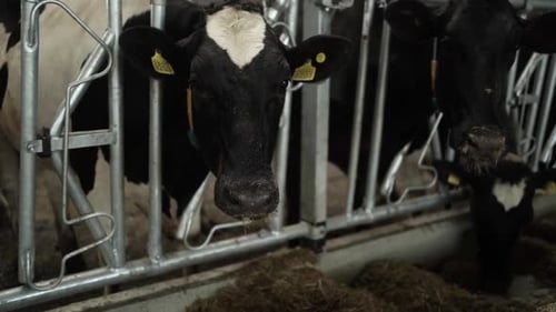 Cows on a diary farm eating. Cattle of cows