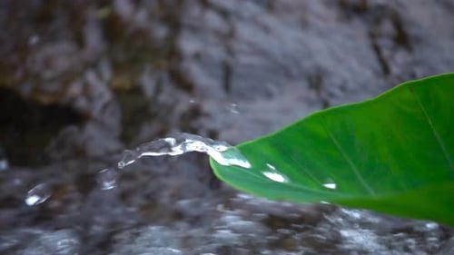 Water Drop Falling