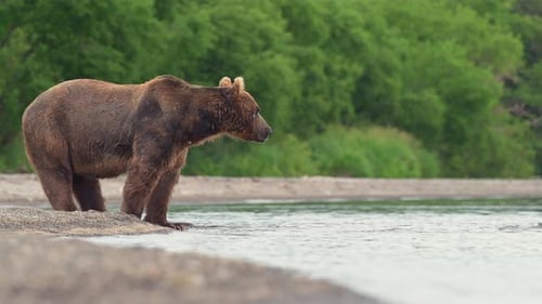 Brown Bear scouting for Salmon fish in a river stream at Kamchatka, Russian federation