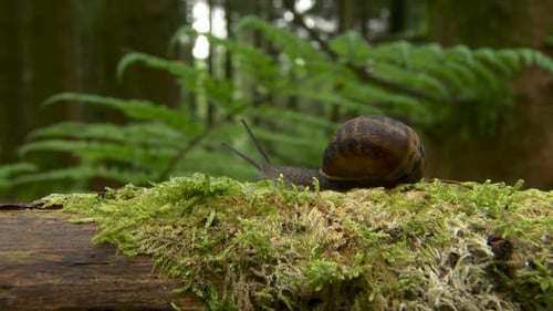 Cinematic tracking shot of a snail travelling along a branch, reaching a hurdle