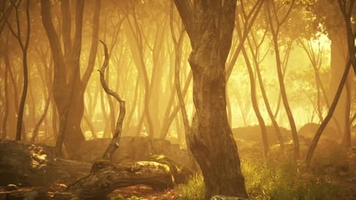 Golden Light Filters Through Trees in a Tranquil Forest Setting at Sunset