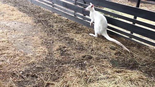 Rothalsiges Wallaby-Albinokänguru, auch Bennetts Wallaby, Rufogriseus, stehend und schauend auf die