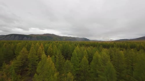 Experience the tranquility of a sprawling forest under a cloudy sky, showcasing a rich tapestry of g