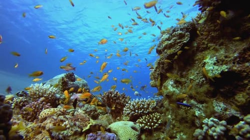 Underwater Happy Orange Fish