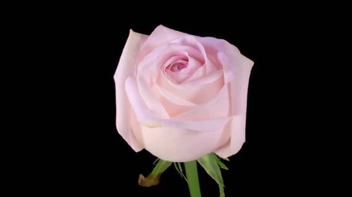 Pink Rose Blooming Time Lapse on Black Background
