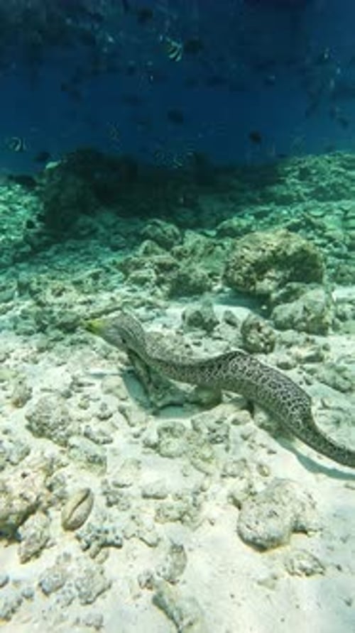 Moray Eel at the Bottom of the Indian Ocean