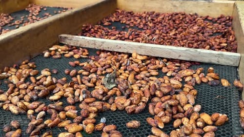 Drying Cacao Beans in Ivory Coast