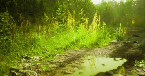Lush Green Grass and Plants Surrounding a Small Puddle at Sunset