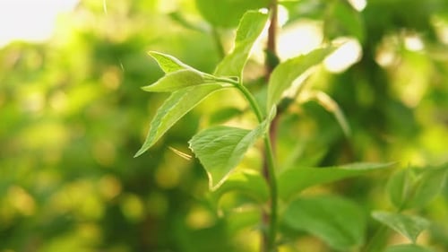Hello Spring Fresh Green Branch with New Leaves on Blurred Greenery Spring Summer Background in