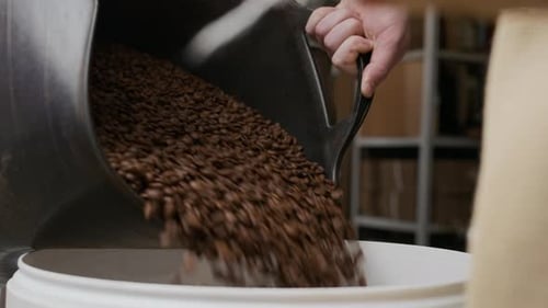 Hands of Technician Pouring Fresh Coffee Beans in Container at Factory