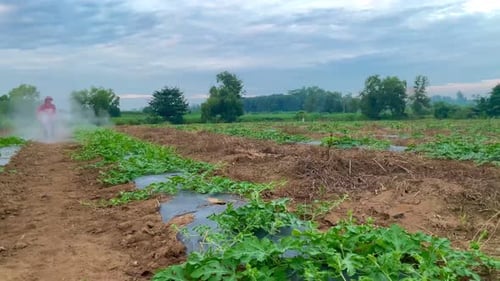 Farmer Sprays Pesticides on Rural Crop Field