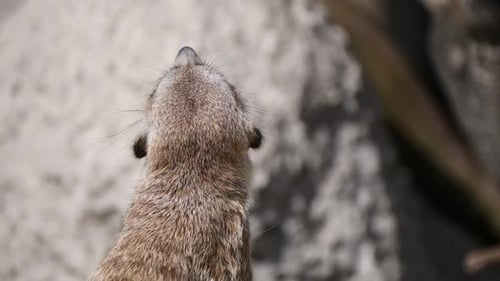 Alert Meerkat schaut nach oben und sucht in der Wildnis nach Raubtieren