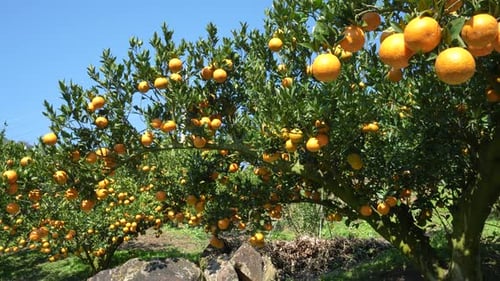 Many oranges and green leaves on an orange tree.