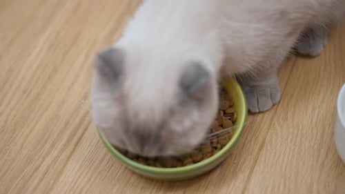 Top View Cat Eating Delicious Dry Food From Plate in Slow Motion High Angle View Closeup Furry