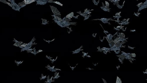 Realistic Flock of Ravens Flying Animation with Alpha Channel