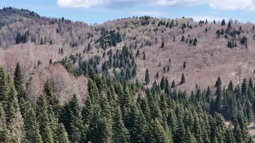 Defoliated Trees
