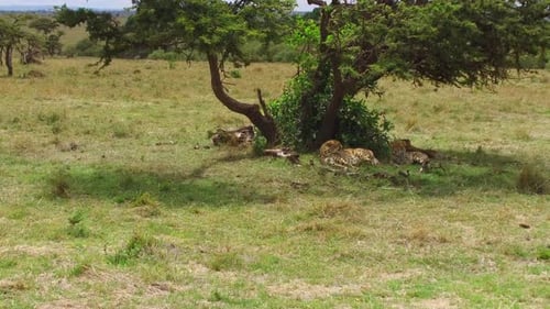 Cheetahs resting under tree in african savanna
