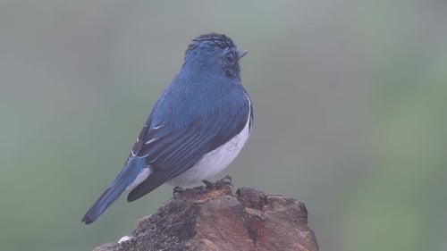 The Ultramarine Flycatcher, also known as the White-browed Blue Flycatcher, a winter migrant to Thai
