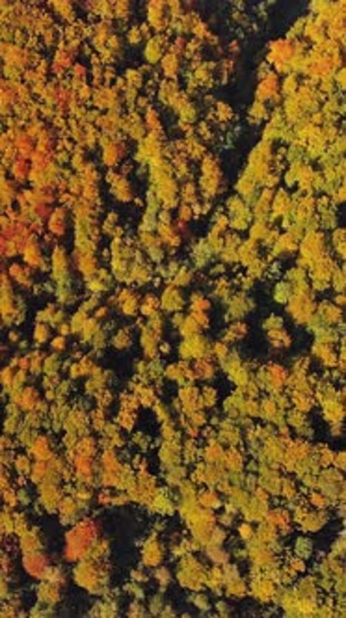 Aerial Top View of a Stunning Autumn Forest