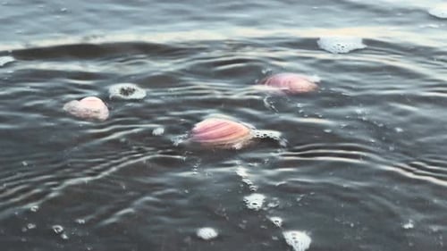 Seawater covering pink seashells on the beach sand. Handheld shot.