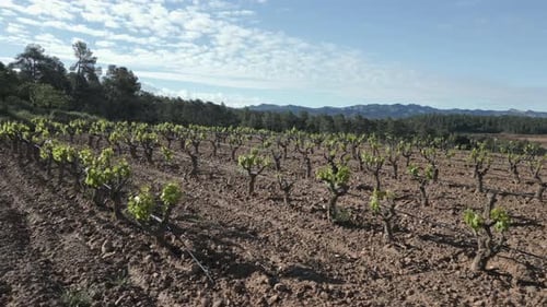 Young vines growing in priorat vineyards, catalonia