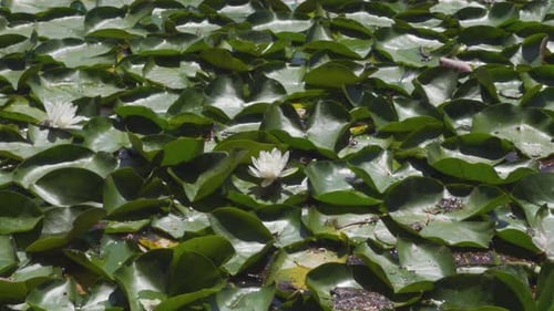 Wenige Lilienblüten kräuseln sich leise im Wasser, umgeben von Seerosenblättern