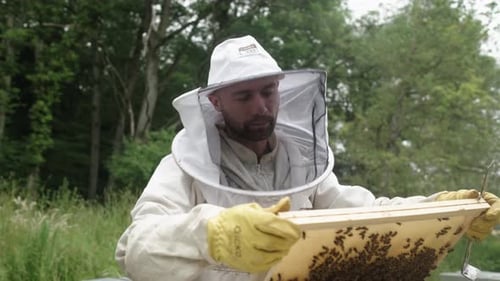 Apiary on field. Beekeeper holds a honey frame with bees in hands. Beekeeper at work near the wooden