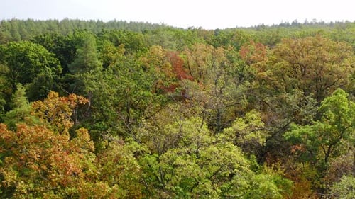 Beautiful forest in early autumn. Flying over the tree tops with colorful woods in sunny day.