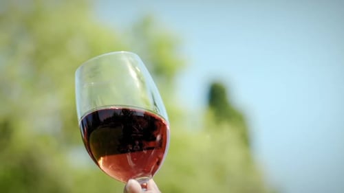 Wine Glass with Rosé Outdoors in a Garden