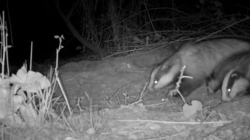 Dachs mit drei Jungen im Wald im Dunkeln in England