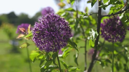Alliums ornamental onions flowering bulb in spring garden.